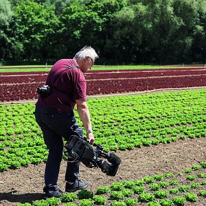 Pěstování salátů bez použití herbicidů televizní štáb zaujalo. 